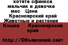 котята сфинкса мальчик и девочка 2 мес › Цена ­ 4 000 - Красноярский край Животные и растения » Кошки   . Красноярский край